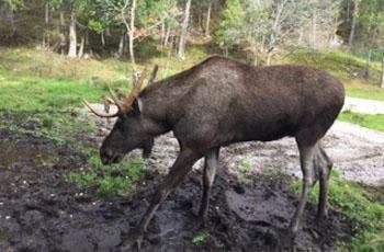 Logbuch 5: Das Schlagerparadies auf Nordlandreise