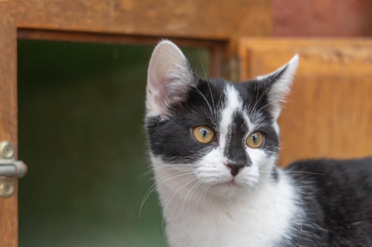 Miranda sucht ein Zuhause