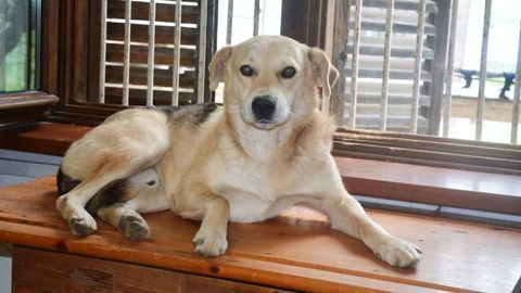 Hitchcook sucht ein Zuhause