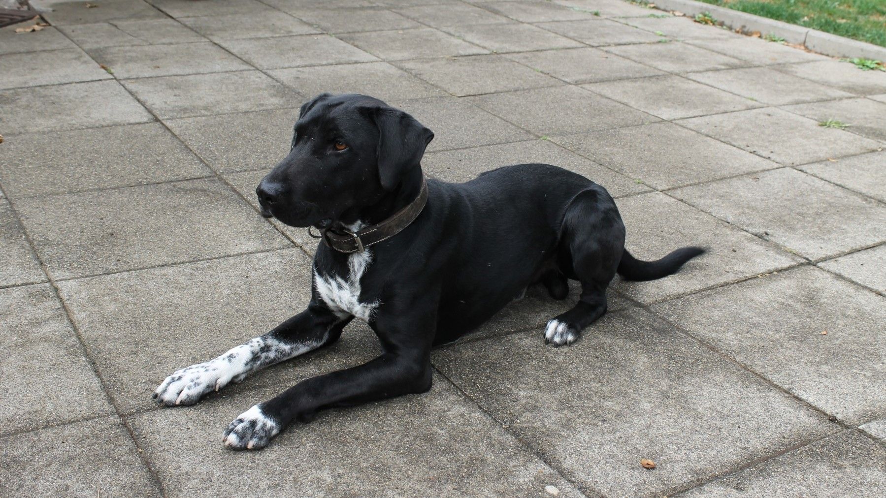 Janni sucht ein Zuhause